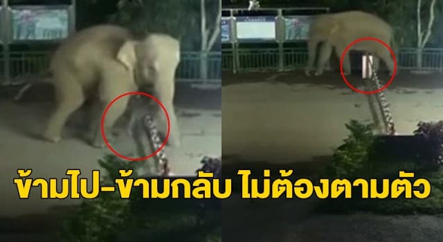 แสนรู้! วงจรปิดจับภาพ ‘ช้างป่า’ ข้ามรั้วชายแดนจากจีนไปลาว ก่อนเดินกลับมาเองแบบชิลๆ