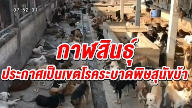 กาฬสินธุ์ ประกาศเป็นเขตโรคระบาด 'พิษสุนัขบ้า' ชั่วคราว 6 อำเภอ ปูพรมเร่งฉีดวัคซีนป้องกัน