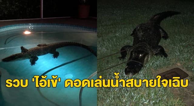 เจ้าของบ้านผวา ‘จระเข้ไซซ์บิ๊ก’ โผล่สระว่ายน้ำหลังบ้านที่ฟลอริดา