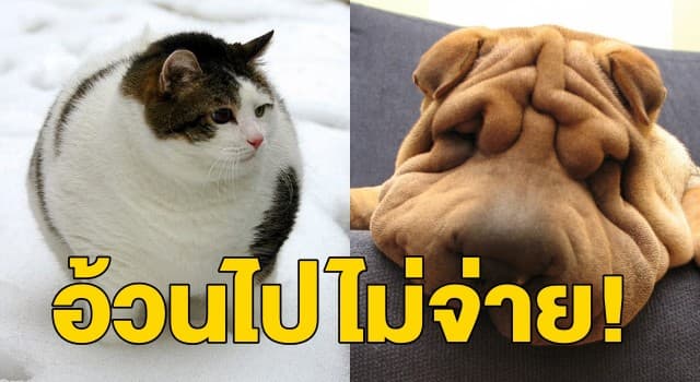 บ.ประกันภัยสัตว์เลี้ยงในอังกฤษปฏิเสธจ่ายค่ารักษาหาก ‘หมา-แมว’ อ้วนเกินไป