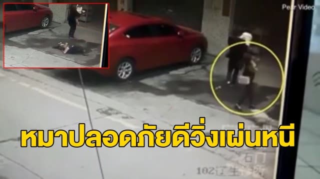 สุดซวย! สาวจีนเดินมาดีๆ เจอ ‘หมา’ ร่วงจากตึกตกกระแทกหัวอย่างจังสลบเหมือด