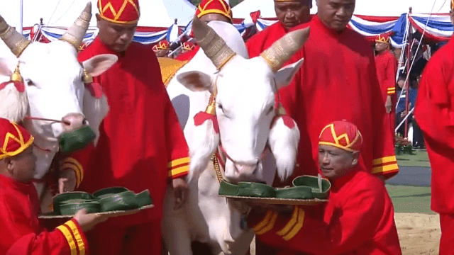 พืชมงคล 2561 พระโคเสี่ยงทาย "น้ำ หญ้า เหล้า" น้ำท่าจะบริบูรณ์พอควร คมนาคมจะสะดวก ค้าขายตปท.รุ่งเรือง