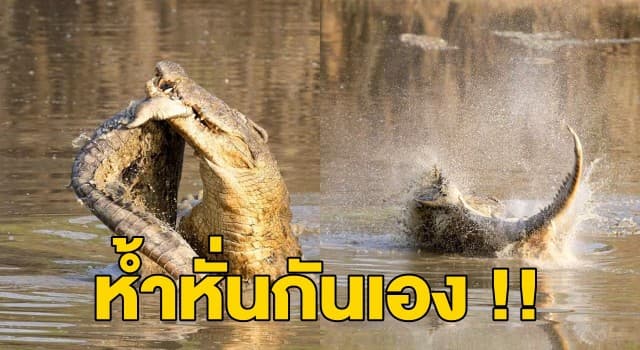 ดุเดือด! จระเข้เปิดฉากต่อสู้กันสนั่นป่าแซมเบีย ก่อนตัวอื่นร่วมวงทึ้งซาก