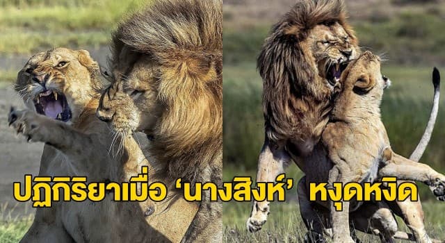 เปิดภาพ ‘นางสิงห์’ เกรี้ยวกราดตบหน้าสิงโตหนุ่มกลางป่าสะวันนาแอฟริกา