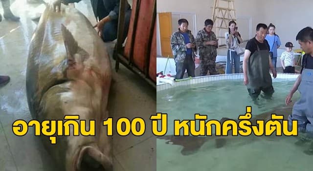 ชาวประมงจีนสุดเฮงจับปลาสเตอร์เจียนยักษ์หนัก500กก. ขายได้เงินนับล้าน