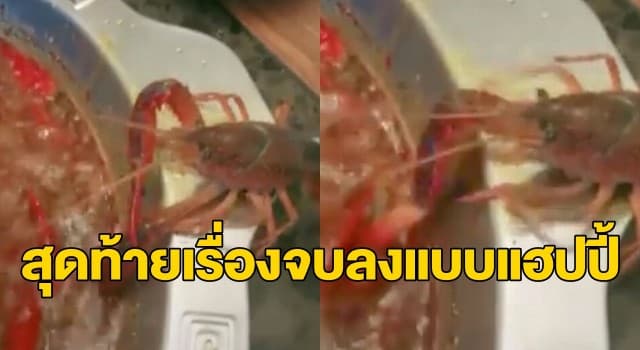 ชาวเน็ตแห่แชร์คลิปกุ้งเครย์ฟิชยอมสละก้ามตัวเองทิ้งเอาชีวิตรอดจากหม้อไฟ