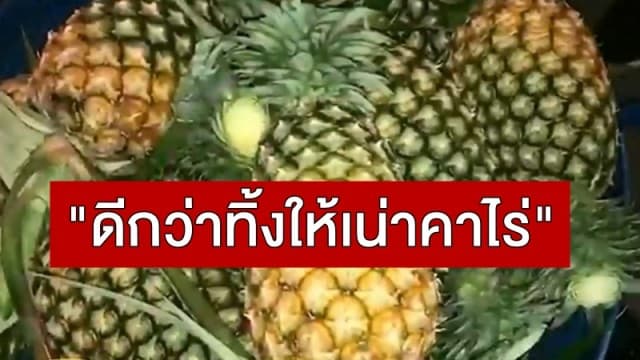 ราคาสับปะรดตกต่ำ! เกษตรกรแห่ขายในตัวเมืองพิษณุโลก ลั่น "ดีกว่าทิ้งให้เน่าคาไร่" 