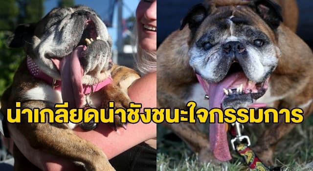 เผยโฉมบูลด็อก 'หน้าย่น-ลิ้นยาว' คว้าตำแหน่งมะหมาอัปลักษณ์ที่สุดในโลก