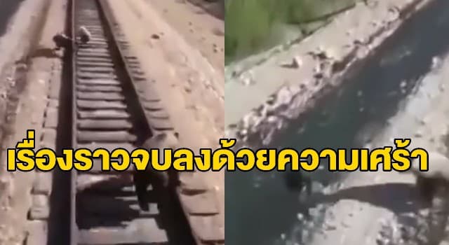 เผยคลิปบีบหัวใจ ‘แม่หมี’ พยายามปกป้องลูกๆ ให้รอดพ้นจากการถูกรถไฟทับ