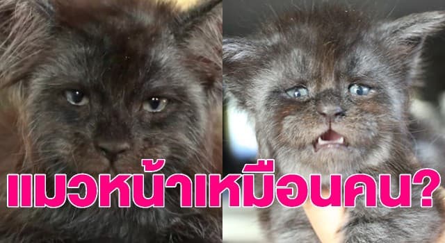 ชาวเน็ตตกหลุมรัก ลูกแมวเมนคูนจากรัสเซีย ชี้หน้าเหมือนกับมนุษย์