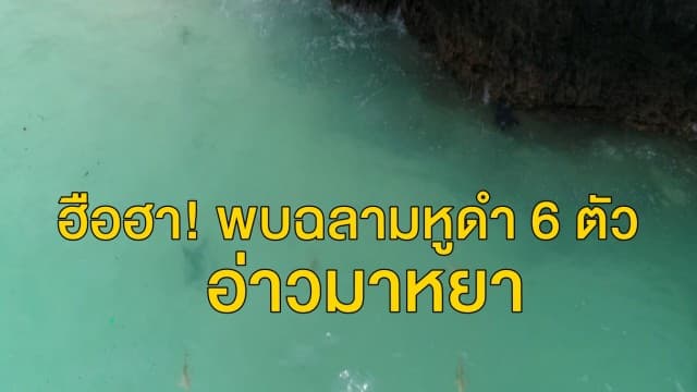 ฮือฮา! พบฉลามหูดำ 6 ตัว ในอ่าวมาหยา บ่งบอกถึงความสมบูรณ์ของธรรมชาติ หลังจากปิดอ่าวมากว่า 1 เดือน