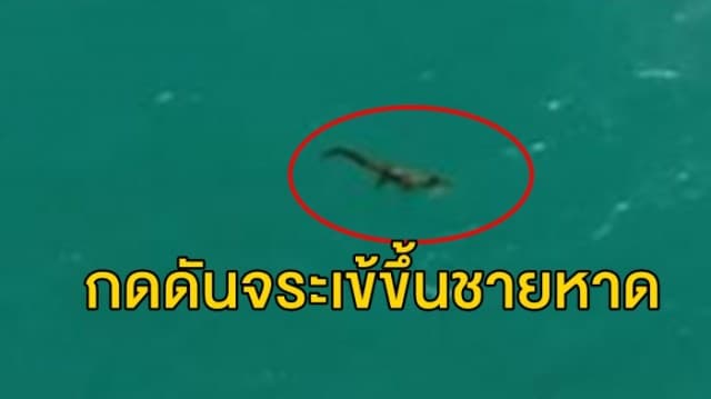 ชุดไกรทองตรึงกำลังทั้งทางบก-ทางน้ำ กดดันจระเข้ขึ้นชายหาด