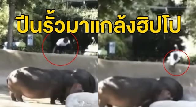 คลิปหนุ่มพิเรนทร์ดอดปีนรั้ว-ยื่นมือฟาด ‘ฮิปโป’ กลางสวนสัตว์สหรัฐฯ