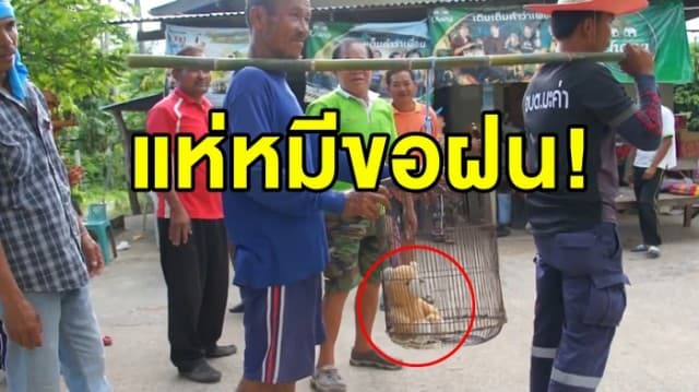 ชาวบ้านใช้ ‘ตุ๊กตาหมี’ แห่ขอฝนแทน ‘แมว’ เว้นการทรมานสัตว์