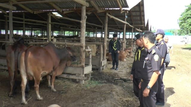 ปศุสัตว์ประกาศ 'จ.ตาก' เป็นเขตโรคระบาด 'แบล็กเลก' ปูพรมตรวจฟาร์ม-คุมการเคลื่อนย้ายโค-กระบือตามเขตชายแดน