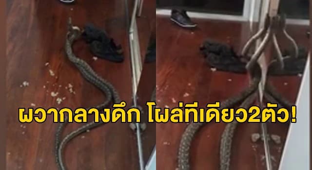 เจ้าของบ้านผวา! งู 2 ตัวตกจากเพดาน เลื้อยพันกันเป็นเกลียวกลางห้องนอน