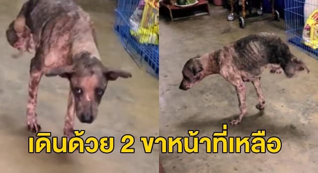 สื่อนอกเผยคลิป หมาไทยสู้ชีวิต แม้ถูกรถชนจนพิการไร้ 2 ขาหลัง  