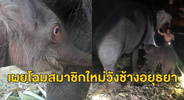 วังช้างอยุธยาได้สมาชิกใหม่! 'พังบัวน้อย' ตกลูกเพศเมีย สุขภาพแข็งแรงทั้งแม่และลูก