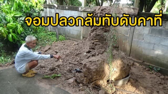 สลด! ผู้ช่วยสัปเหร่อวัย 69 ปี รับจ้างโค่นจอมปลวก ถูกจอมปลวกสูง 3 เมตร ล้มทับดับคาที่ 