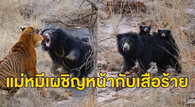 เผยภาพน่าเหลือเชื่อ ‘แม่หมี’ ใจกล้าขู่ไล่ ‘เสือโคร่ง’ ปกป้องลูกน้อย