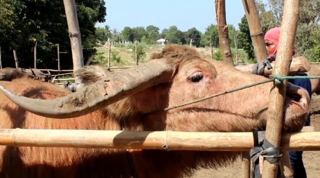 ปศุสัตว์โคราช ลงพื้นที่ฉีดวัคซีนให้โคกระบือ เฝ้าระวังโรคระบาดสัตว์ในช่วงอากาศเปลี่ยนแปลง
