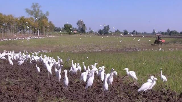 บินว่อน! นกกระยางขาวนับร้อย อพยพหาอาหารช่วงฤดูหนาว