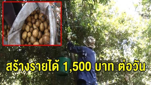 ชาวสวนพิจิตร เร่งเก็บละมุดขาย สร้างรายได้ 1,500 บาท ต่อวัน