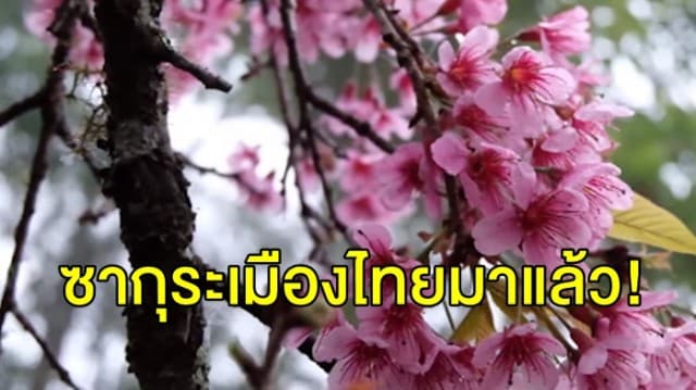 ซากุระเมืองไทยมาแล้ว! พญาเสือโคร่งเบ่งบานกลางหมอกหนาต้อนรับนักท่องเที่ยว