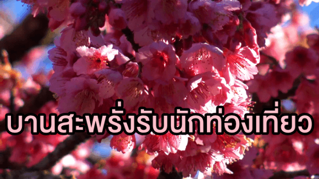 สวยมาก! ซากุระญี่ปุ่นดอยอ่างขาง เริ่มบานสะพรั่งรับนักท่องเที่ยวแล้ว