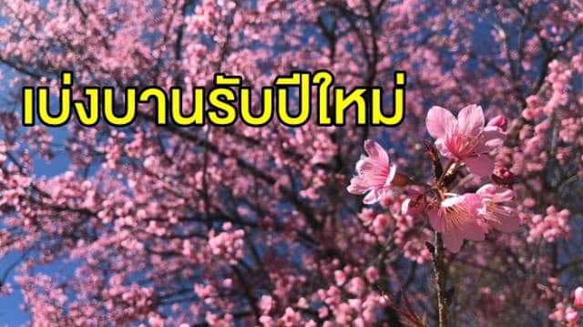 ตื่นตาตื่นใจ! ซากุระเมืองไทยเบ่งบานรับปีใหม่