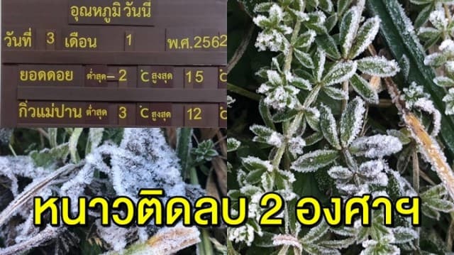 ยอดดอยอินทนนท์เย็นจัด อุณหภูมิติดลบ 2 องศาฯ ‘เหมยขาบ’ แรกปี 62 โผล่อวด นทท.