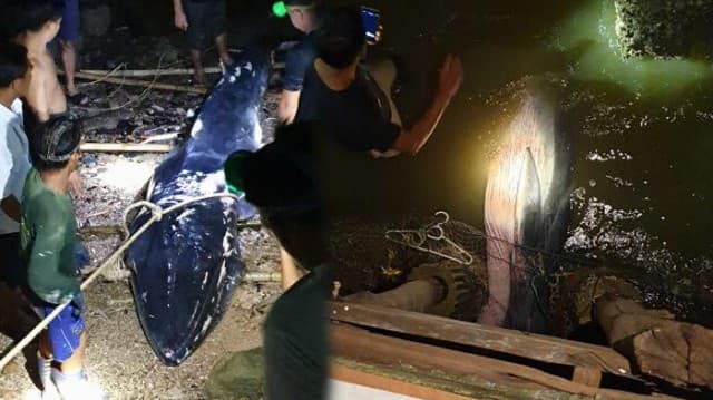 สลด! พบซาก 'วาฬโอมูรา' สายพันธุ์หายาก เกยตื้นตายใต้ถุนบ้านชาวประมง