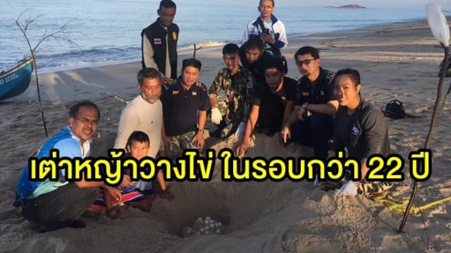 เฮ! เต่าหญ้ากลับมาวางไข่ 81 ฟองที่หาดท้ายเหมือง ครั้งแรกในรอบกว่า22 ปี