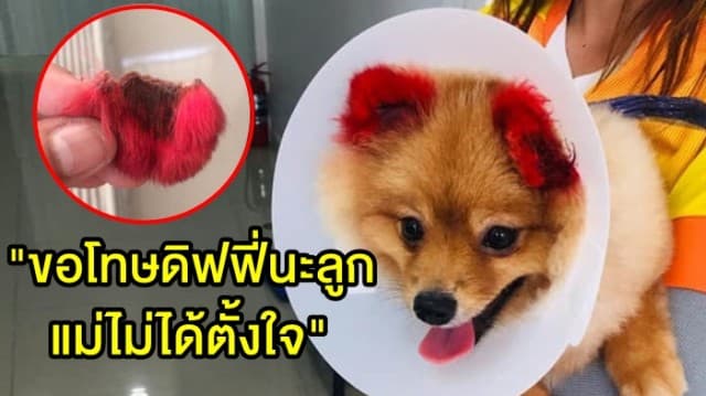 เจ้าของหมาปอม เผยไม่โทษร้าน ย้อมสีจนหูหลุด ลั่น "ขอโทษดิฟฟี่นะลูก แม่ไม่ได้ตั้งใจ"