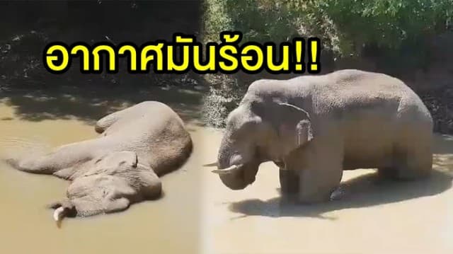 อากาศมันร้อน!! 'เจ้าด้วน' ช้างป่าเขาใหญ่ ลงเล่นน้ำคลายร้อนในสระอย่างสบายใจ