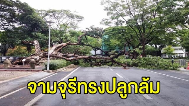 ต้นจามจุรี ที่ ร.9 ทรงปลูก ล้ม หลังเจอพายุฝนถล่ม รากขาด-ไม่สามารถยกต้นขึ้นได้อีก