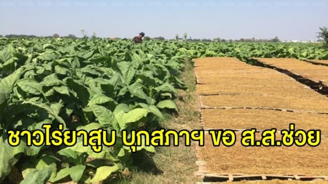 ชาวไร่ยาสูบ บุกสภาฯ โอดรายได้วูบ เหตุถูกขึ้นภาษีบุหรี่ ขอ ส.ส. ให้ความเป็นธรรม 