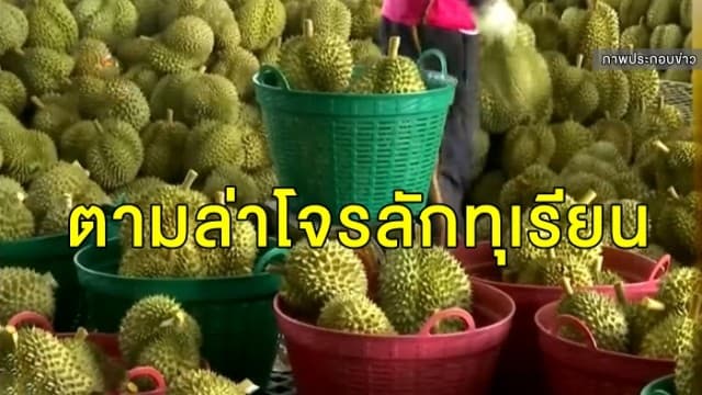 ตามล่าโจรลักทุเรียน 500 กก.ในรอบ 1 เดือน เจ้าของสุดทนติดวงจรปิดซุ่มดู