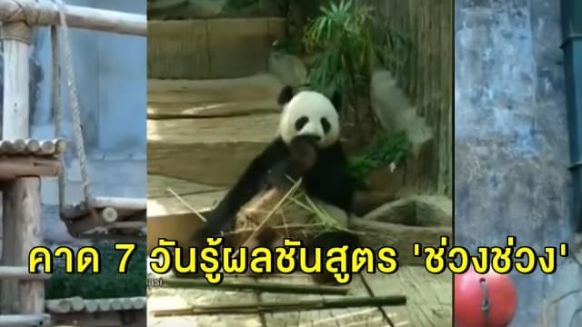 จีนส่งผู้เชี่ยวชาญบินด่วน 5 คน ร่วมชันสูตร 'ช่วงช่วง' คาด 7 วันรู้ผล