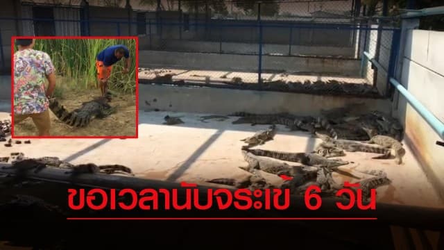 ฟาร์มจระเข้ ขอเวลา 6 วัน ตรวจนับและทำประตูเพิ่ม 1 ชั้น ป้องกันจระเข้หลุด