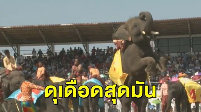 สีสันช้างสุรินทร์แข่งเตะบอล ‘พลายทองคำ’ โดนใบเหลือง ทำ ‘พังอรทัย’ บาดเจ็บ ต้องออกจากสนาม