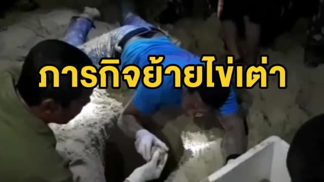 จนท.ย้ายไข่เต่ามะเฟืองพร้อมติดตั้งเครื่องวัดอุณหภูมิในหลุมฟักไข่