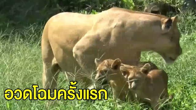 สวนสัตว์สงขลานำลูกสิงโตน้อย 2 ตัว ออกโชว์ตัววันแรก หลังฝึกเดินทุกวันเกือบ 2 สัปดาห์