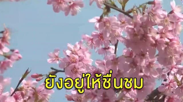 ไม่ต้องห่วงซากุระเมืองไทย 'พญาเสือโคร่ง' ที่ภูทับเบิกยังอยู่ให้ชื่นชม