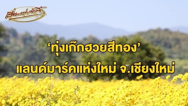 ‘ทุ่งเก๊กฮวยสีทอง’ แลนด์มาร์คแห่งใหม่ นทท.แห่สัมผัสอากาศหนาว