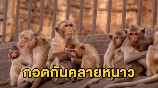 อากาศหนาวเย็นส่งผลกระทบต่อฝูงลิงรอบศาลพระกาฬ