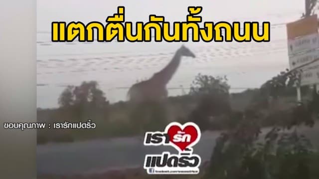 สุดชุลมุน! ยีราฟหลุดวิ่งว่อนกลางถนน