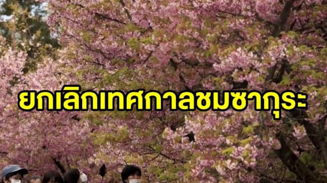 ญี่ปุ่นตัดใจ ยกเลิกเทศกาลชมดอกซากุระบานประจำปี