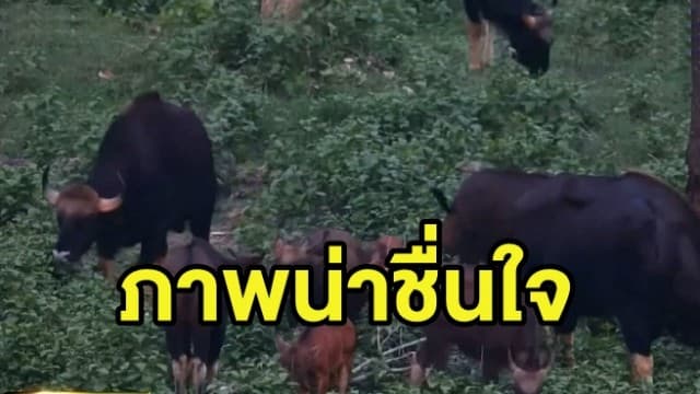 ฮือฮา! พบฝูงสัตว์ป่า ออกหากินจำนวนมาก ในอุทยานแห่งชาติแก่งกระจาน