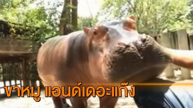 สวนสัตว์เปิดเขาเขียว เปิดเพจ 'ขาหมู แอนด์เดอะแก๊ง' ให้ติดตามความน่ารักฮิปโป